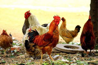 家里养鸡用什么消毒