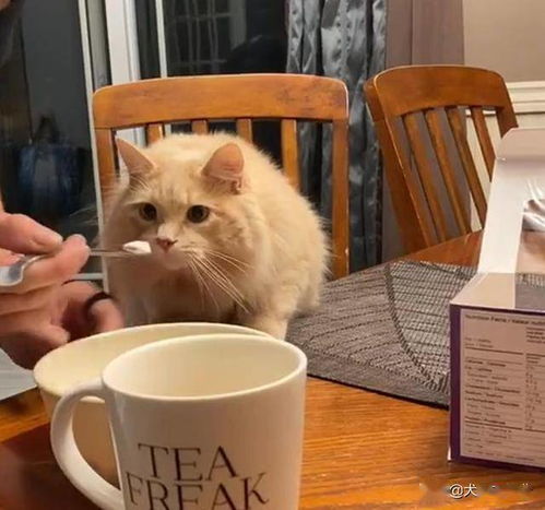 猫能不能吃雪糕 外国小哥拿自家猫测试,结果猫咪展现夸张表情包