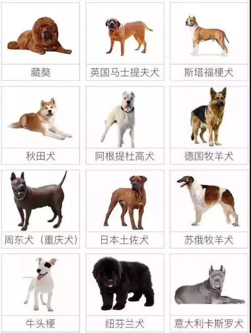 提倡文明养犬,共建和谐社区