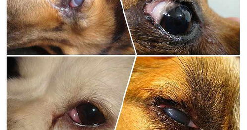主人手册,宠物常见的眼科疾病有哪些 不要眼科疾病毁了ta的眼睛