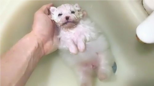 博美犬小奶狗第一次洗澡澡,泡在水里好舒服,快要睡着了 
