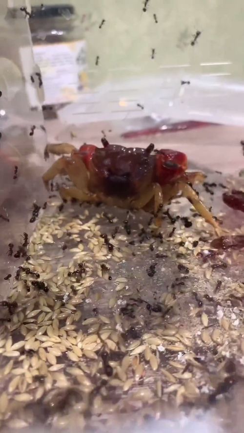 蚂蚁啃螃蟹 