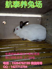 2017年兔子养殖排行榜 贵州肉兔养殖场 兔子的价格