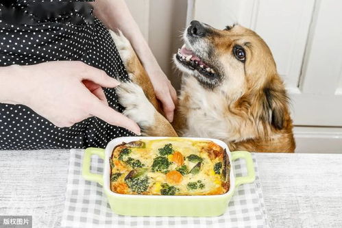 想狗狗活久点,这8种食物就不要给它吃,不然它有生命危险