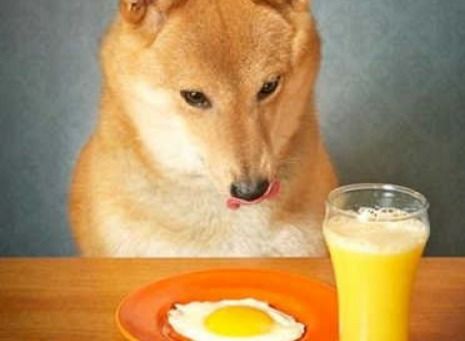 比熊狗狗四个月大可以吃鸡蛋黄吗 