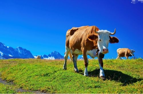 牛与哪个生肖配对是天作良缘 想财盛人兴,幸福美满,属牛人要看