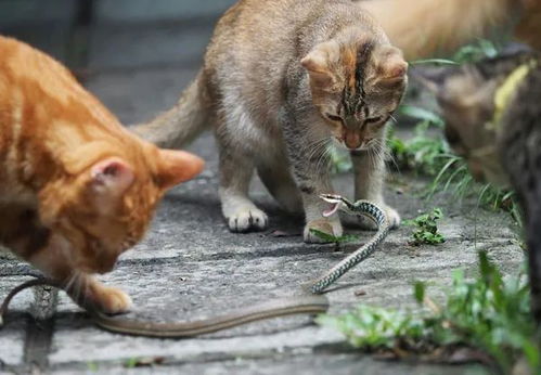 橘猫遇到一条蛇,蛇还想反抗,结果来了一群猫