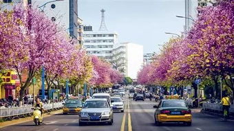 紫荆花城 最美柳州 这个四月静候君来 附最佳赏花攻略 收好不谢 