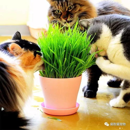 猫草是什么东西 什么作用