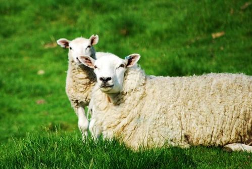 10个羊9个富,尤其是以下4月出生的大金羊,命里多金,难逃富贵