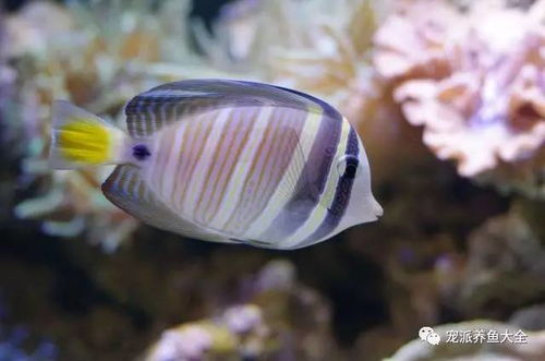 夏季养鱼需要 水 养 氧 三者兼顾 有道理 