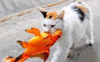 猫为什么爱吃鱼 