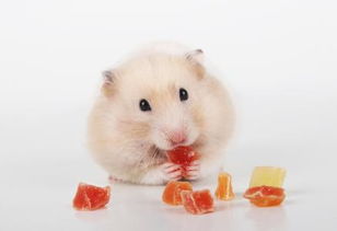 仓鼠真的可以吃苹果吗 