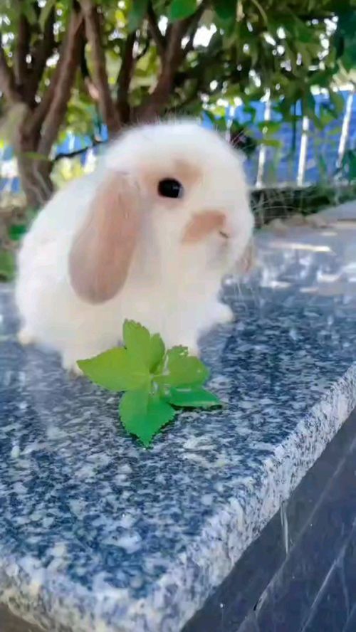 这小兔子我太喜欢了 