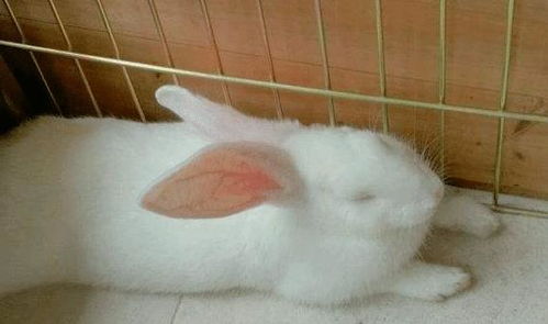 兔子睡觉是什么样子呢 大家都见过吗