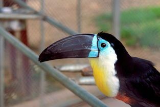 作为一种典型的杂食性鸟类,巨嘴鸟没有辜负自己那张巨大的嘴