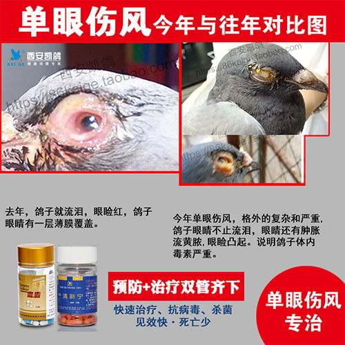 鸽病有哪些症状表现,鸽子一直流眼泪用了多种眼药水没有好转，请老师指导一下