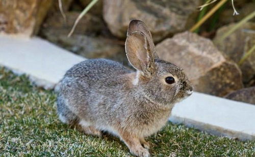 兔子一般一年生多少窝 