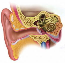 耳屎是怎样形成的 健康频道 
