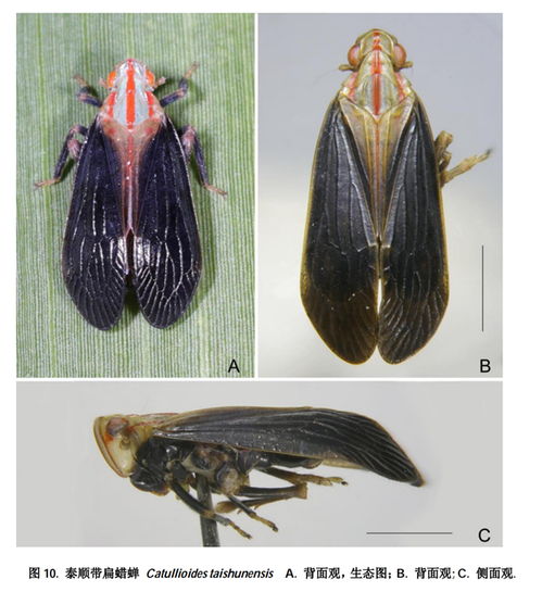浙江泰顺发现扁蜡蝉科昆虫一新种 