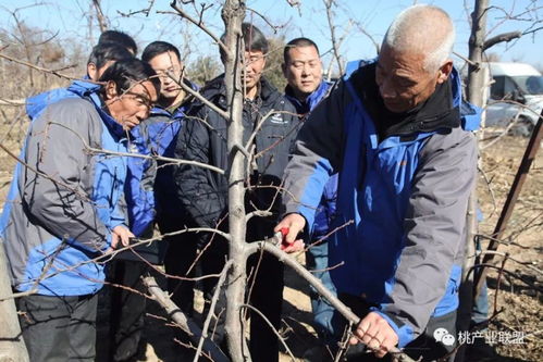 决不能把桃树上的潜伏芽和盲节混为一谈