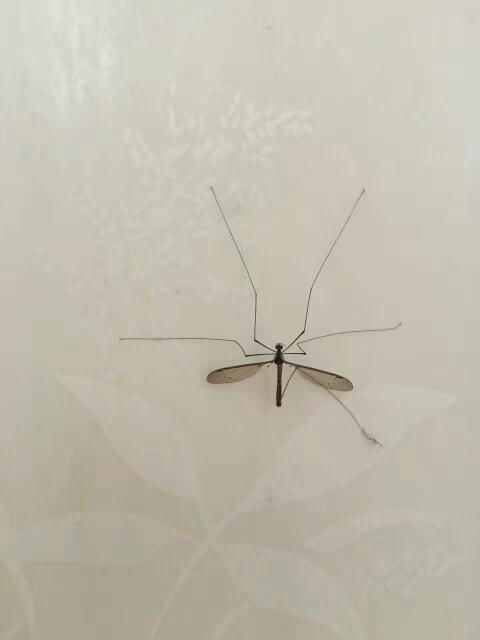 这是什么蚊子 