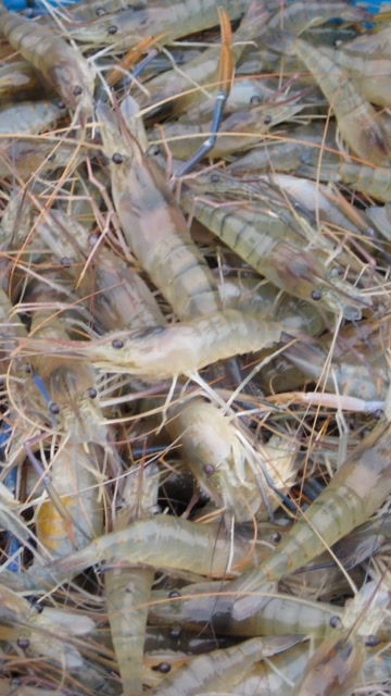 全球养殖量最大的虾,营养价值高 网友 来中国 