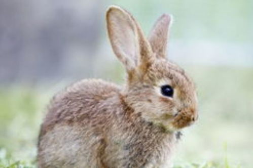 出生在以下4个月的属兔人,吉人富贵之相,命运注定不凡