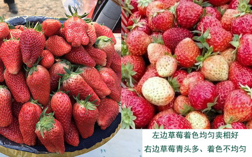 草莓用什么肥料最好,草莓用的肥料有哪些产品