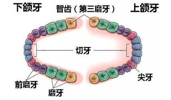 为什么有些人只有28颗牙,有些人却长了32颗