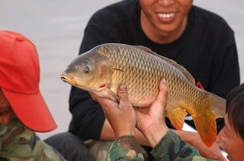 南方人不爱吃鲤鱼吗 为什么黄河鲤鱼卖得贵,长江鲤鱼却很便宜