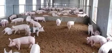 生猪养殖户需要交税？