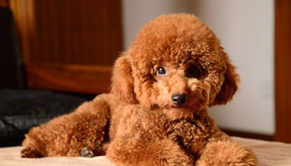 泰迪犬颜色这么多,为什么 红棕色 的最多人养 原因有4个