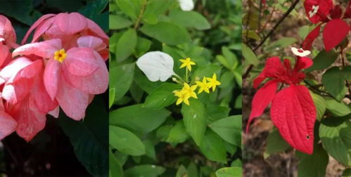粉叶金花的养殖方法及养护要点,玉叶金花怎么有白色的花