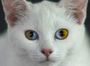 神奇的异瞳猫,好特别的眼睛呢