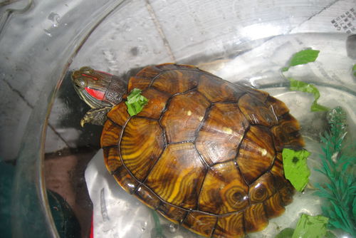 我家的乌龟是什么品种的 水龟还是陆龟 怎么养 它吃什么 直接将食物放水里喂食吗 如何判定它的年龄 