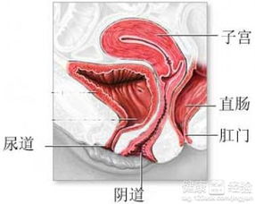 清洗阴道时的3大错误方式