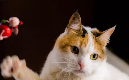 宠物猫慵懒的样子,毛茸茸的耳朵可爱极了 