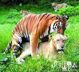 老虎和狮子杂交混血怪兽正在中国秘密制造 