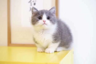 图 美国CFA认证猫舍 英短 蓝白 优惠送不停 成都宠物猫 