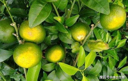 绿金生物健康植保 柑橘太阳果防控技术解答