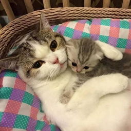 猫咪做了妈妈之后,整只猫都变得超温暖有爱了