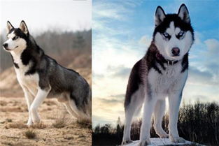 西伯利亚雪橇犬和哈士奇的区别 工作犬和宠物狗的不同