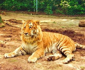 狮虎兽为什么比虎狮兽大 它们生的宝宝叫什么
