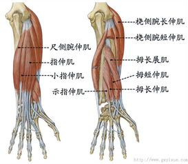 足拇长屈肌 万图壁纸网