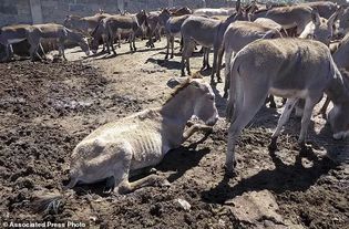 为了满足中国人这种需求,非洲数十万头驴被偷走