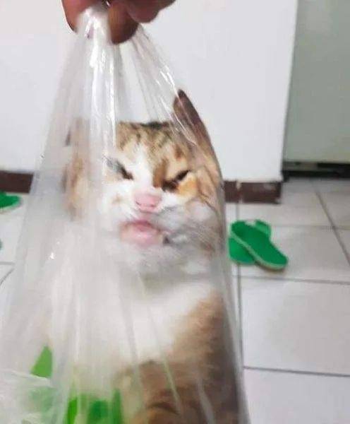 为什么你家猫那么爱吃塑料袋
