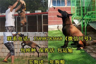 湖南省汩罗市卖马犬的联系方式马犬种犬