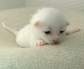 宠物趣闻 刚出生小猫怎么养 刚出生的小猫吃什么 