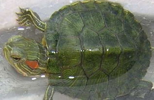 巴西龟冬眠什么时候醒 